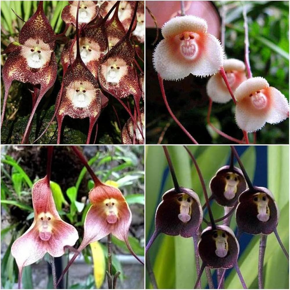 Monkey Face Orchid Dracula Simia Flower Seeds