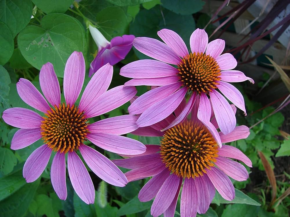 Coneflower Seeds for Planting Echinacea Purpurea pollinator garden flower border