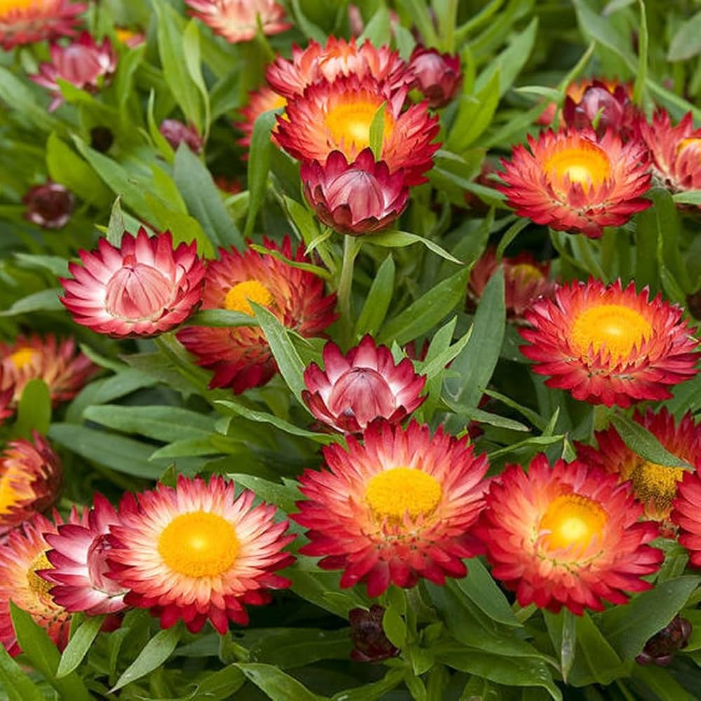 Mixed Helichrysum Flower Seeds for Planting