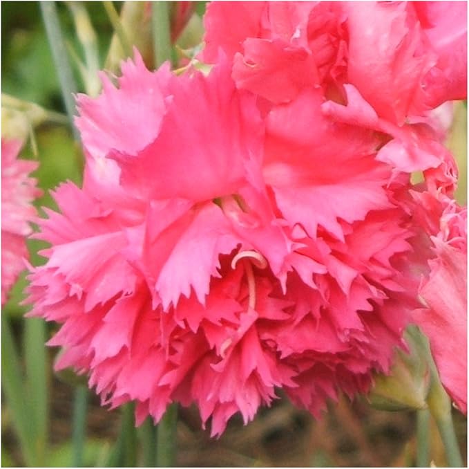 Carnation Rose Dianthus caryophyllus Seeds for Planting in Flower Bed & Garden