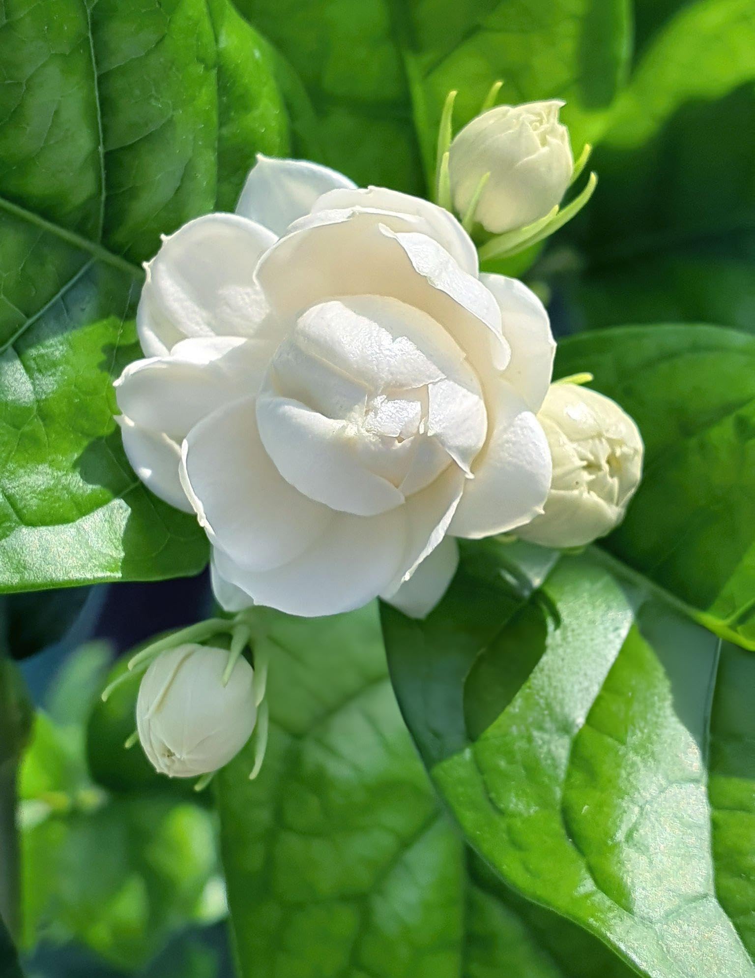 Jasmine Seeds for Planting Jasminum spp. for gardens and landscaping