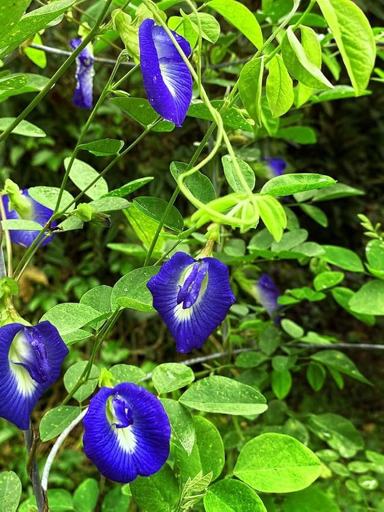 Blue Clitoria Flower seeds for Planting - Vibrant Colors, Heirloom & GMO Free Seeds for Home Garden