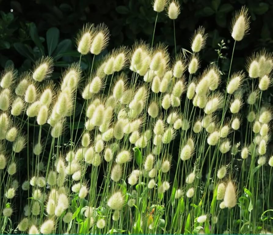Mixed Rabbit Tail Grass Lagurus ovatus Seeds for Planting in Garden