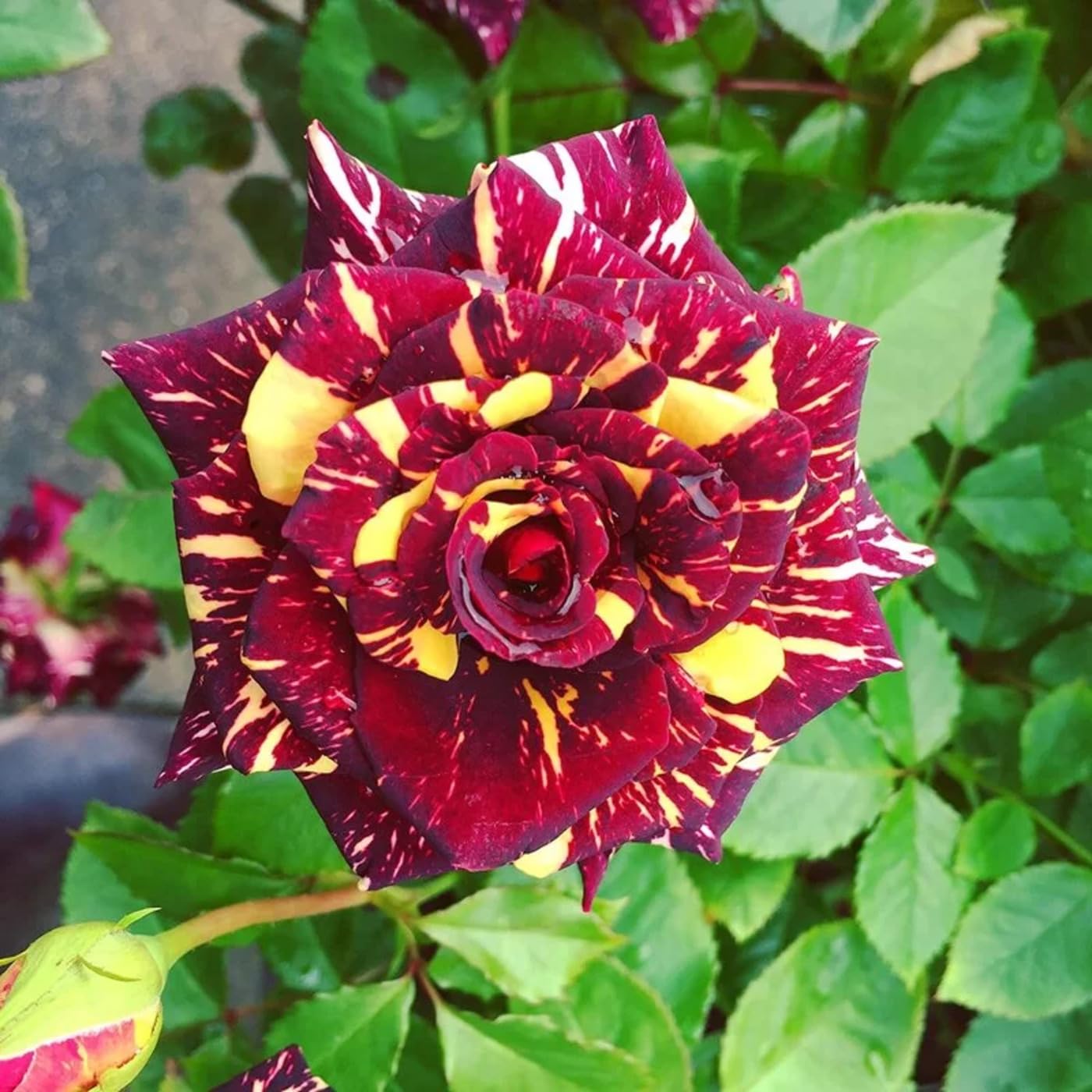 Osiria Rose Seeds for Planting Rosa spp. for flower beds and rose gardens