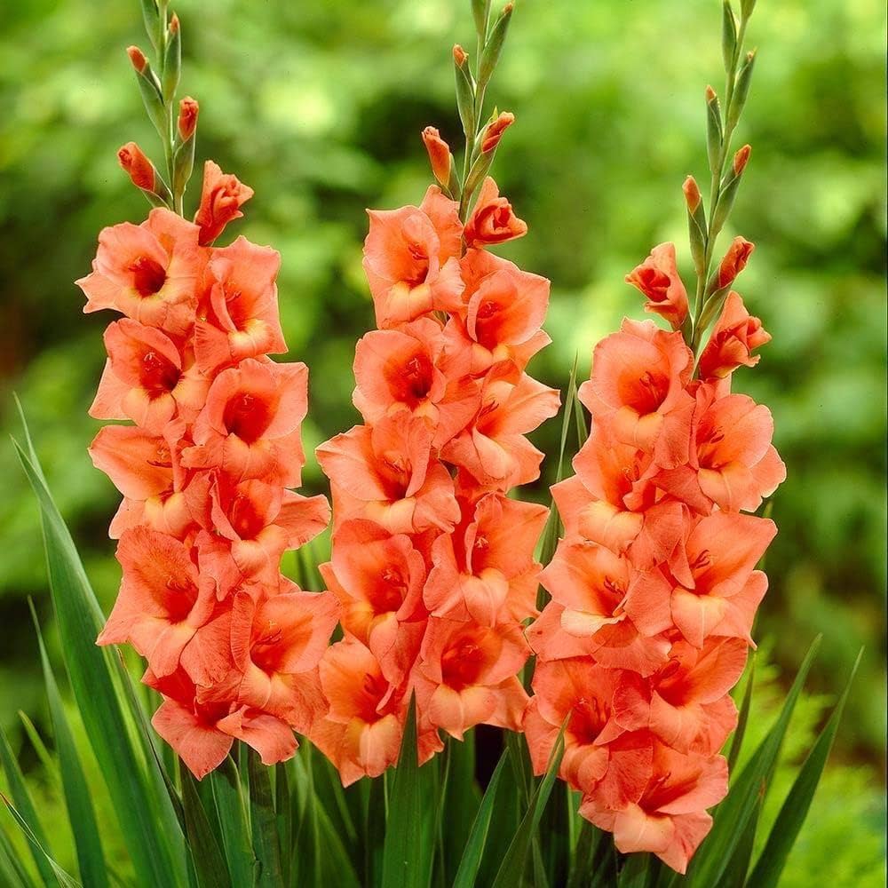Pink Gladiolus Hybridus Flower seeds for Planting - Hardy Variety, Heirloom & GMO Free Seeds for Home Garden