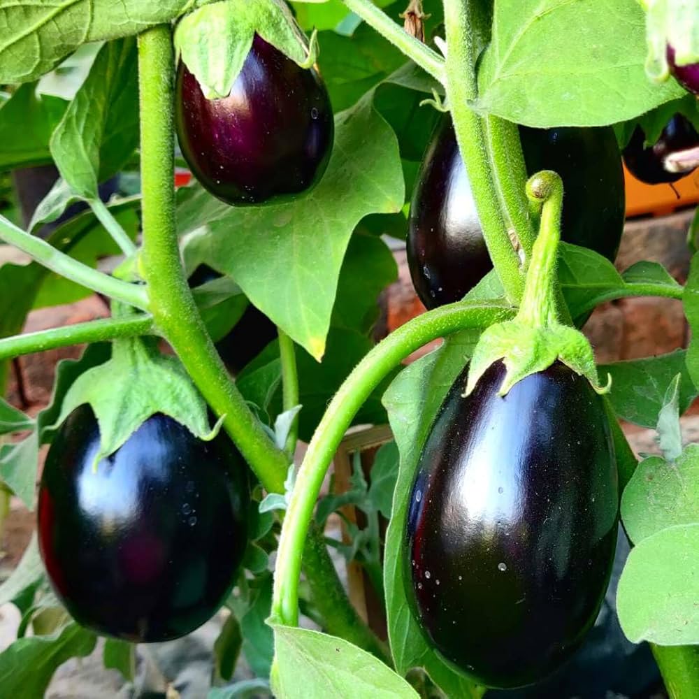 SAFLAX Eggplant Seeds for Easy Planting  Grow Your Own Vegetables