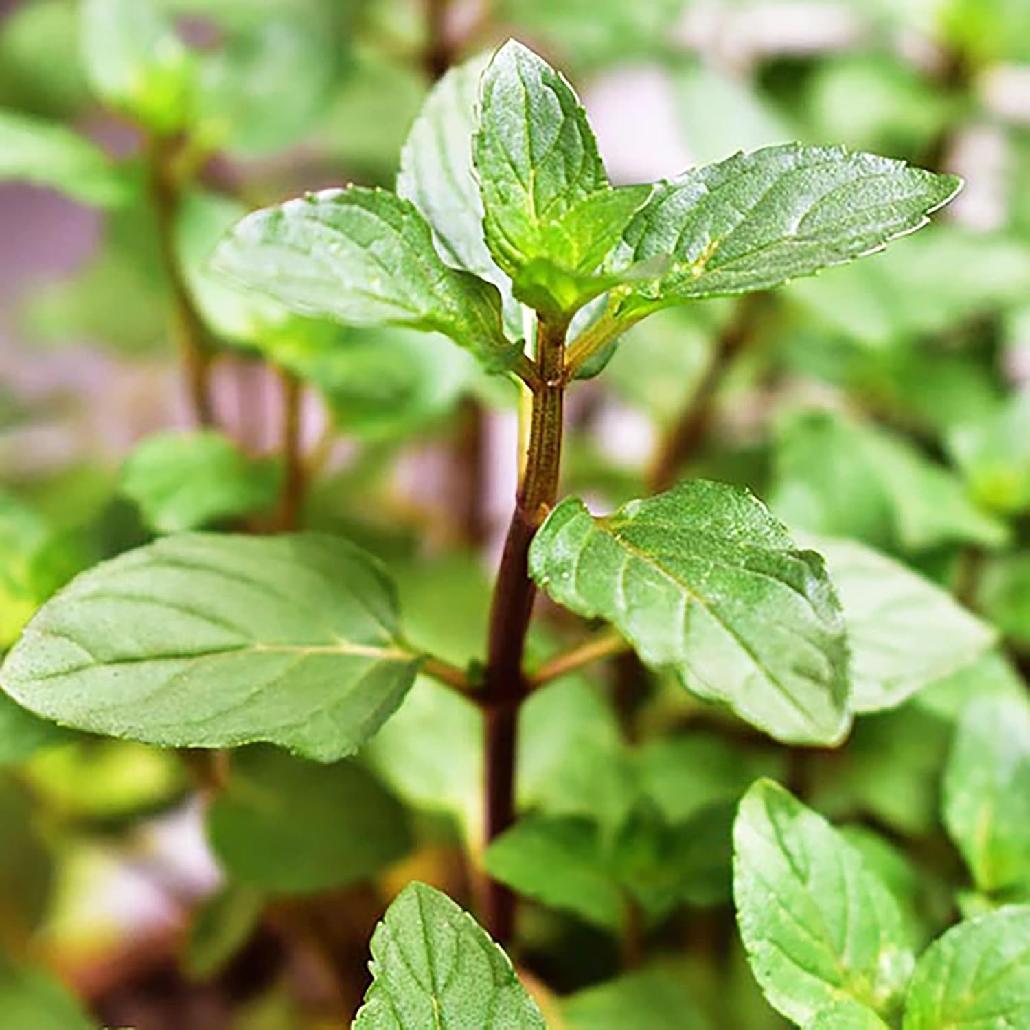 Chocolate Mint Seeds Herb Non-Gmo Perennial Fast-Growing Patio Container Garden Plant Best Selling