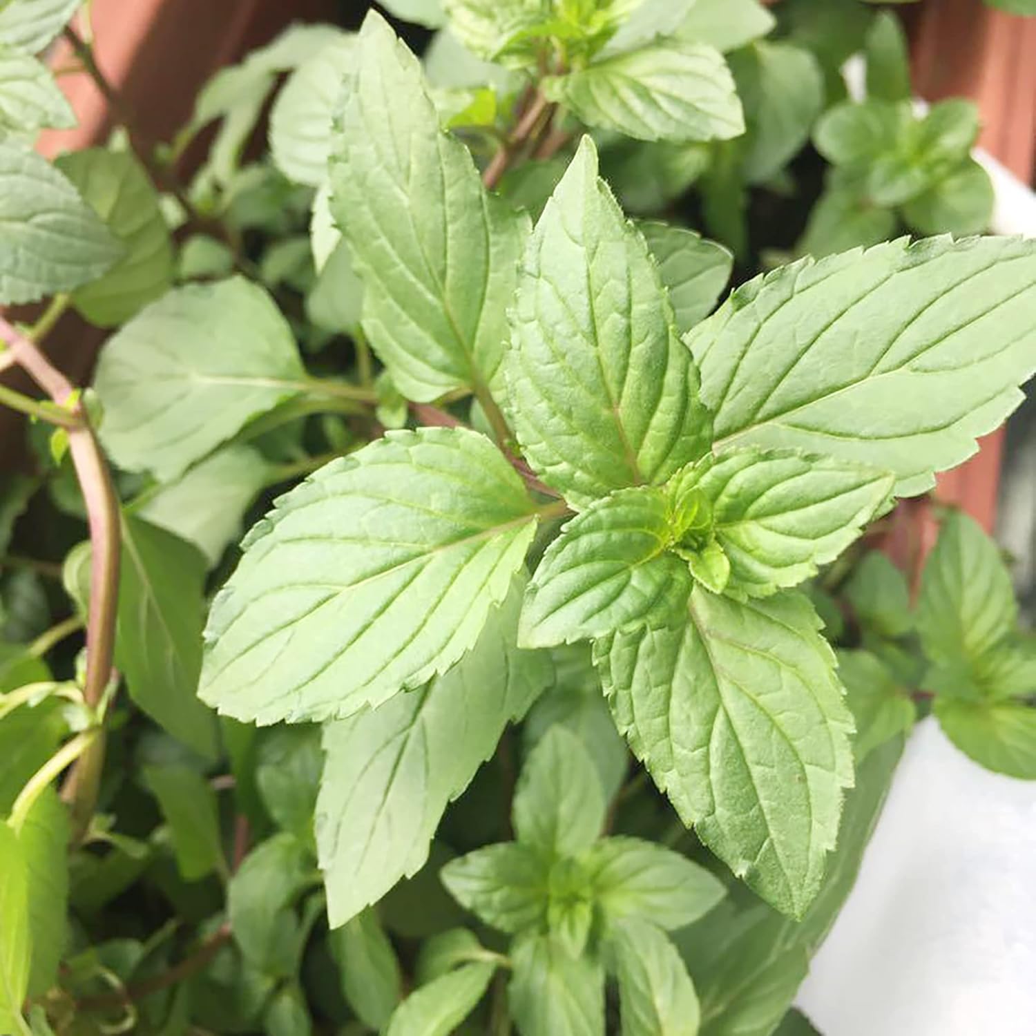 Chocolate Mint Seeds Herb Non-Gmo Perennial Fast-Growing Patio Container Garden Plant Best Selling