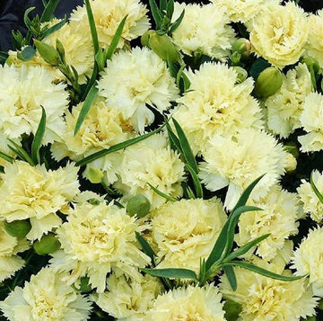 Carnation Flower seeds for Planting - Cottage Garden Essential, Heirloom & GMO Free Seeds for Home Garden
 
 Sale for planting in home garden.