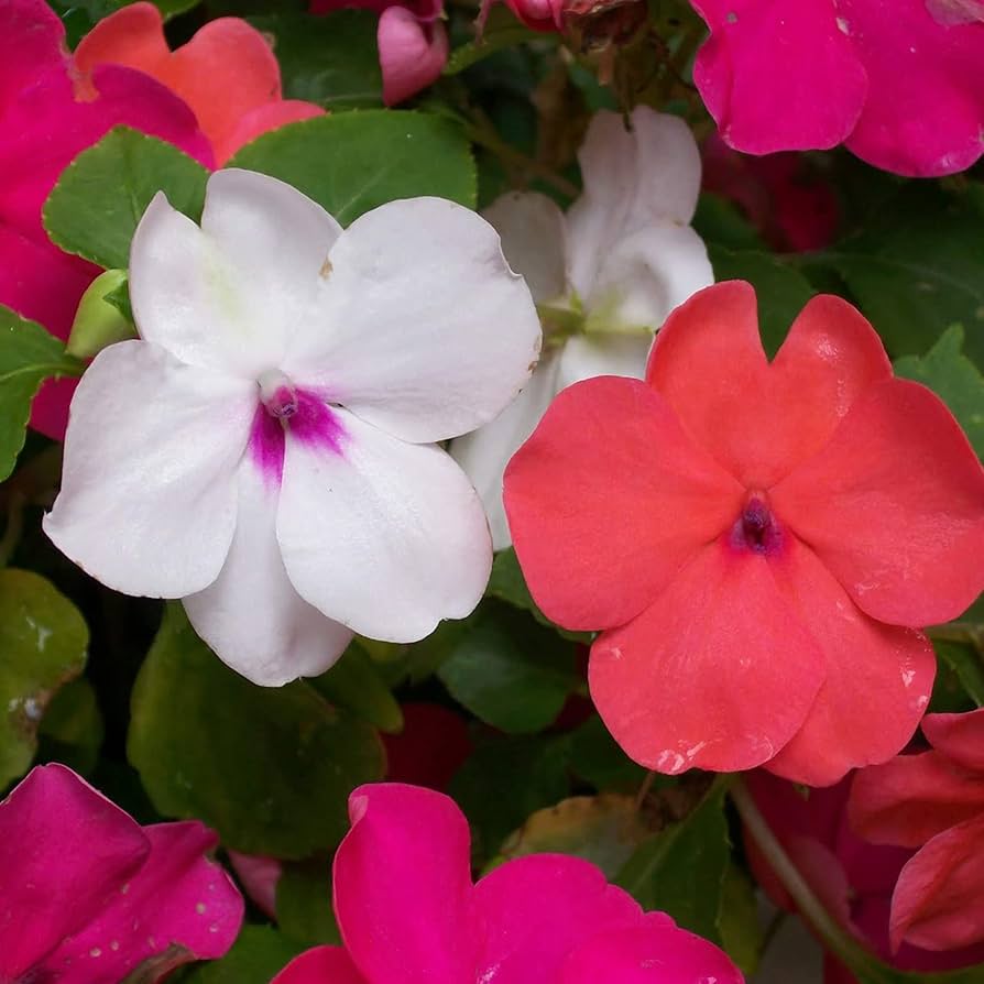 Pink Impatiens Seeds Impatiens walleriana for Planting in Shaded Garden and Flower Border