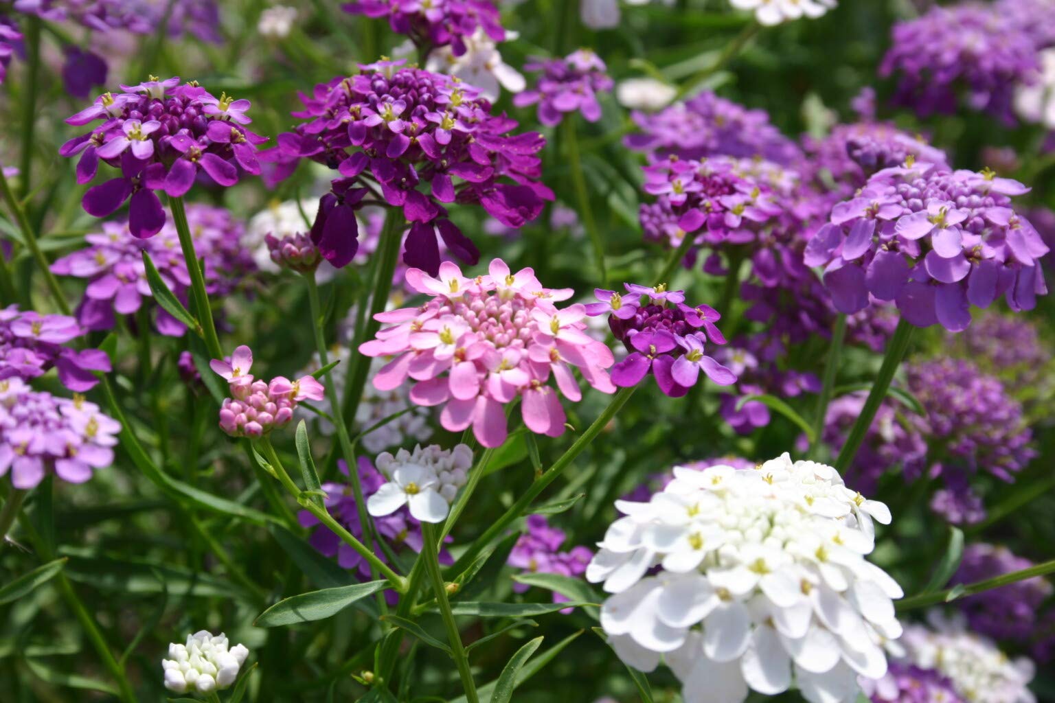 Mix Candytuft Flower Seeds for Planting - Colorful Annual Blooms for Vibrant Gardens - Evergrowseeds