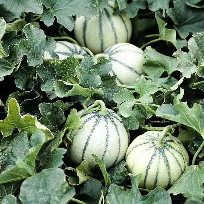 Charentais Melon Cantaloupe Cucumis melo Seeds for Planting in Vegetable Patch & Home Garden