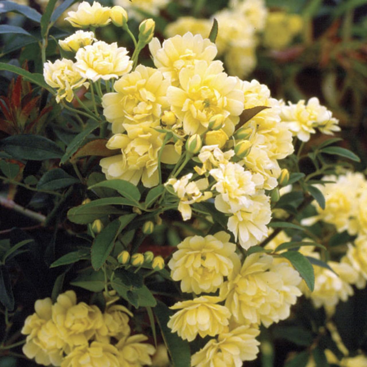 Rosa Banksia Flower seeds for Planting - Drought Tolerant, Heirloom & GMO Free Seeds for Home Garden