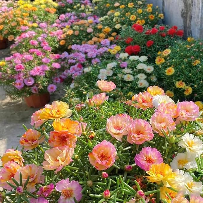 Moss Rose Mixed Flower Portulaca grandiflora Seeds for Planting in Flower Bed & Garden
