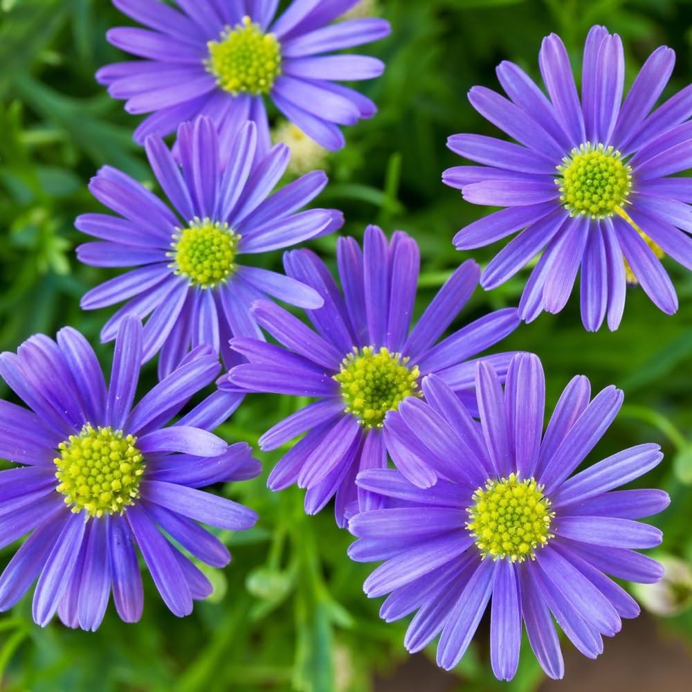 Purple Flower Pot Flower seeds for Planting - Premium Quality, Heirloom & GMO Free Seeds for Home Garden