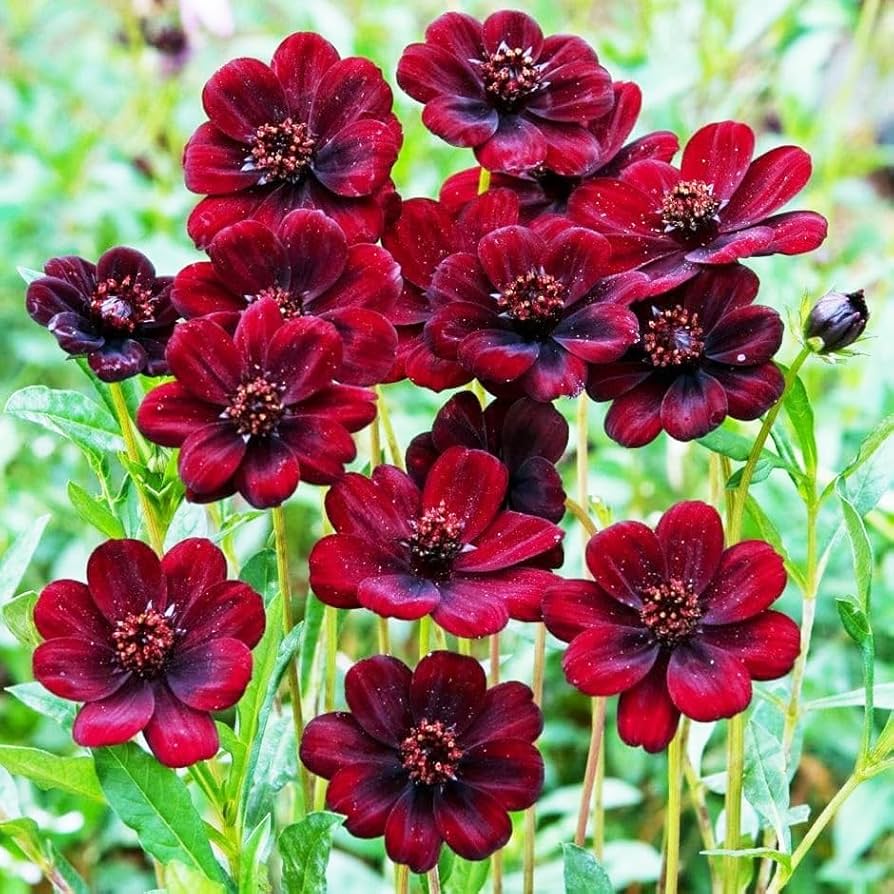 Chocolate Clematis Flower seeds for Planting - Compact Growth, Heirloom & GMO Free Seeds for Home Garden