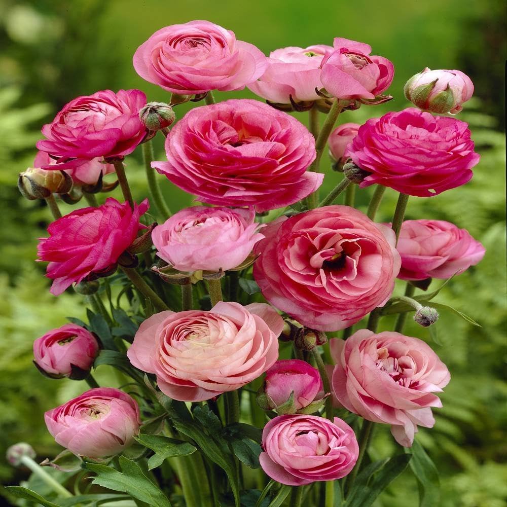 Ranunculus Asiaticus for planting in flower bed