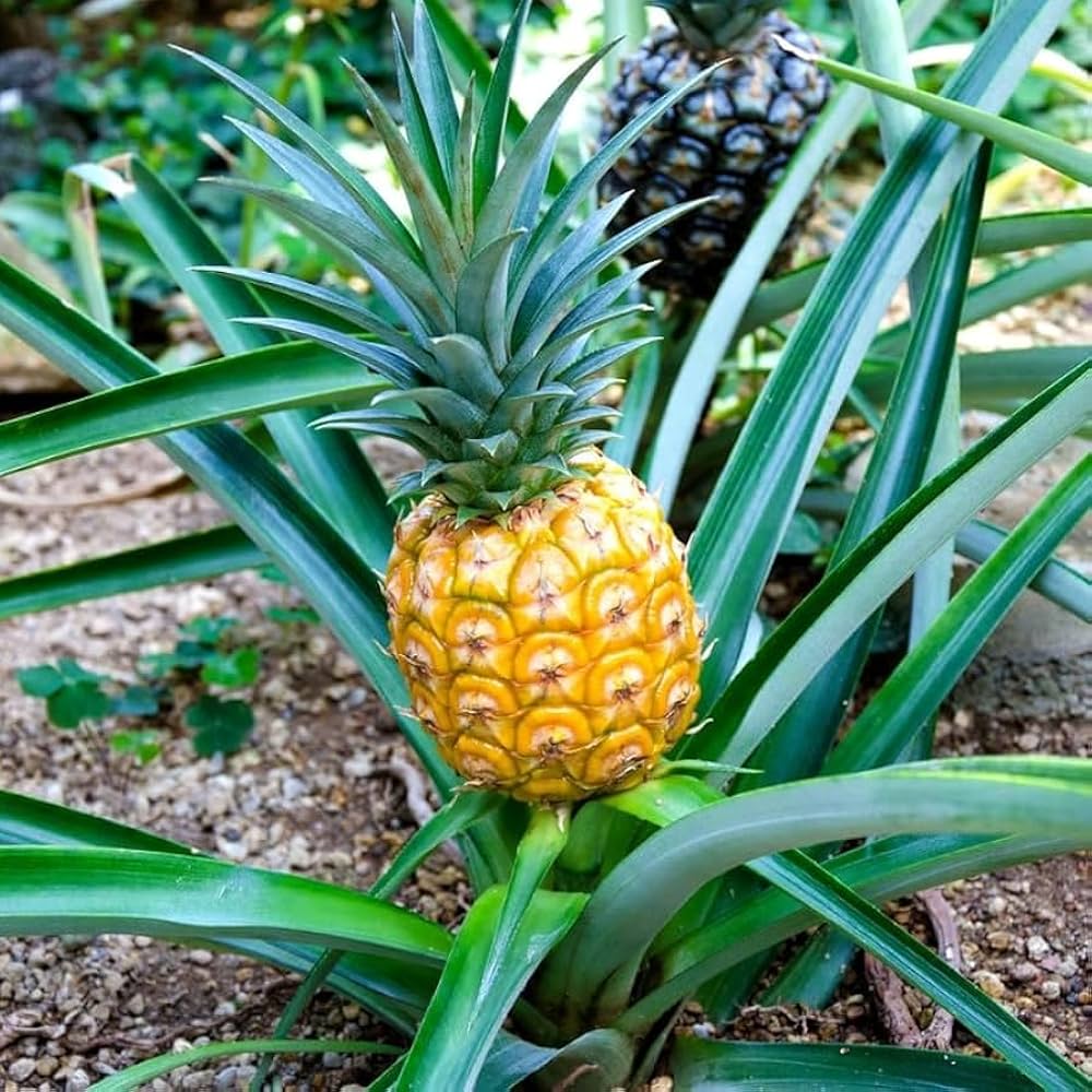 Pineapple Ananas comosus Seeds for Planting home garden flower bed