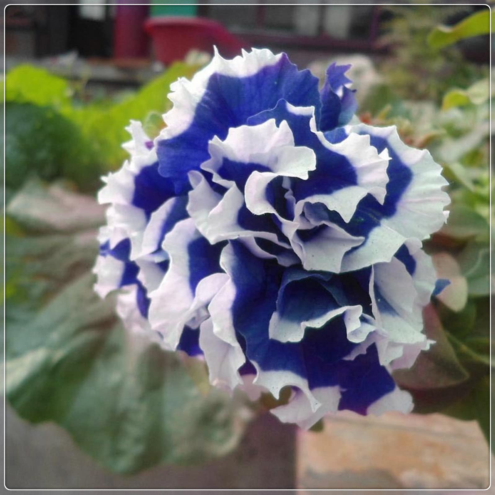 Garden Petunia Petals Flower Seeds