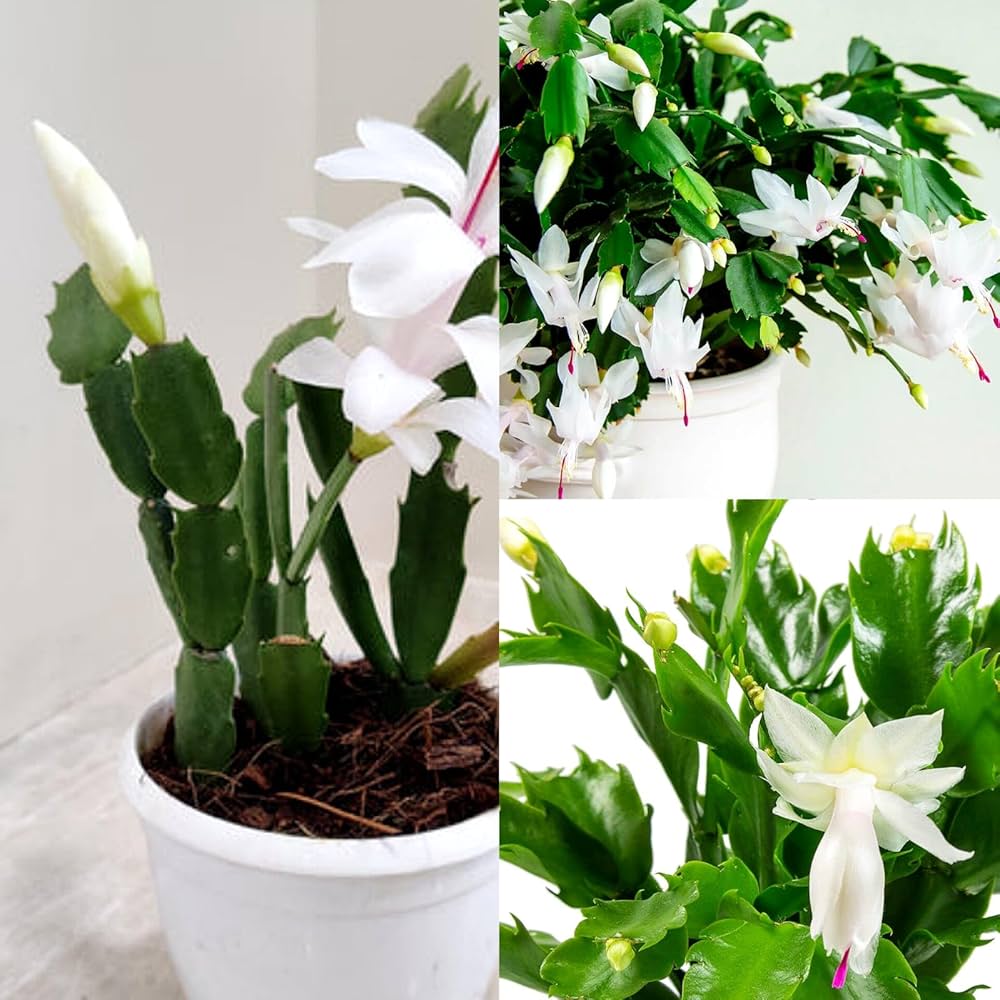 White Schlumbergera Flower Planting for Graceful Indoor Decor - Seed for Gorgeous Blossoms Throughout the Year