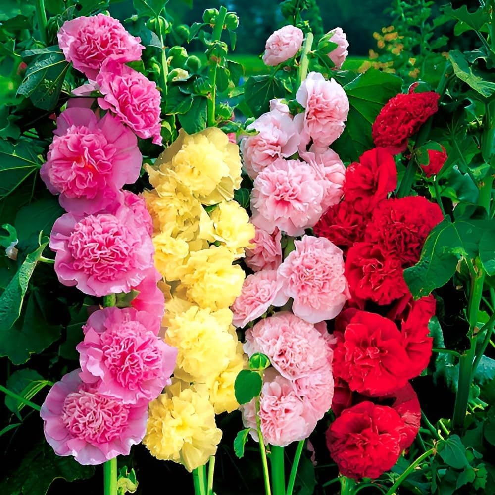 Mixed Hollyhock Flower Seeds for Planting - Colorful Biennial Blooms for Your Garden