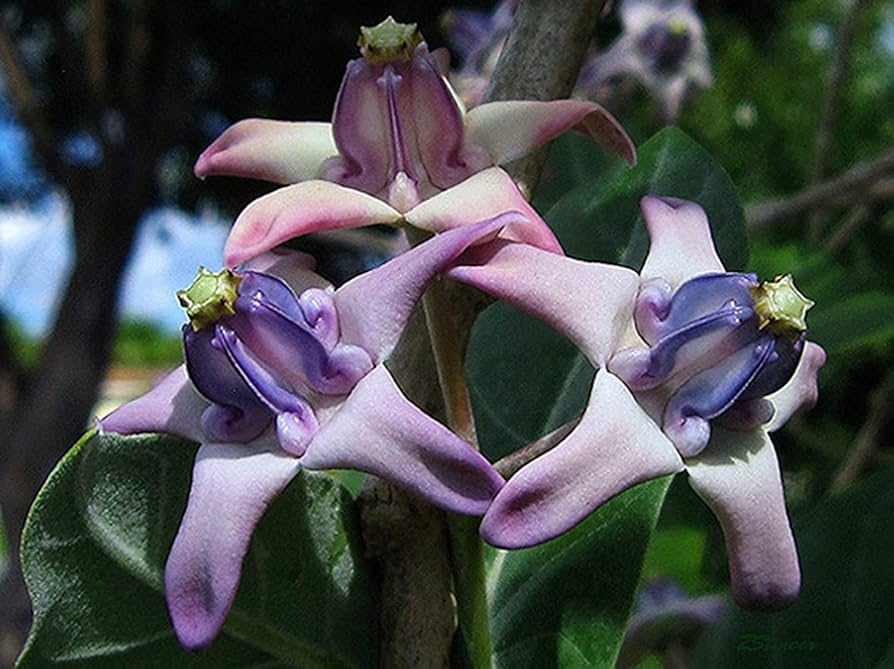 Calotropis Gigantea Violet Seeds for Planting Butterfly Garden Tropical Yard
