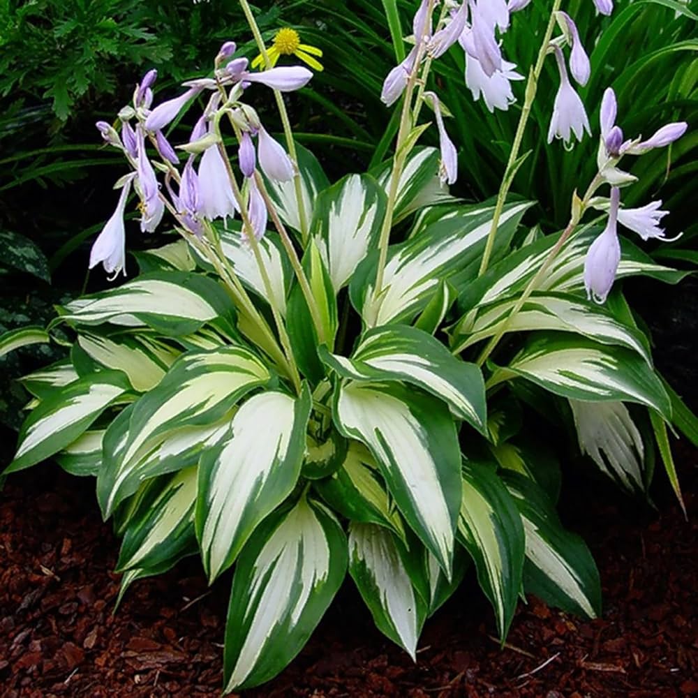 Hosta Lily Seeds for Planting Hosta spp. for shade gardens and ornamental flower beds