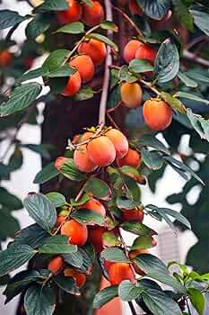 Red Diospyros Fruit Seeds for Planting - Grow Stunning Perennials