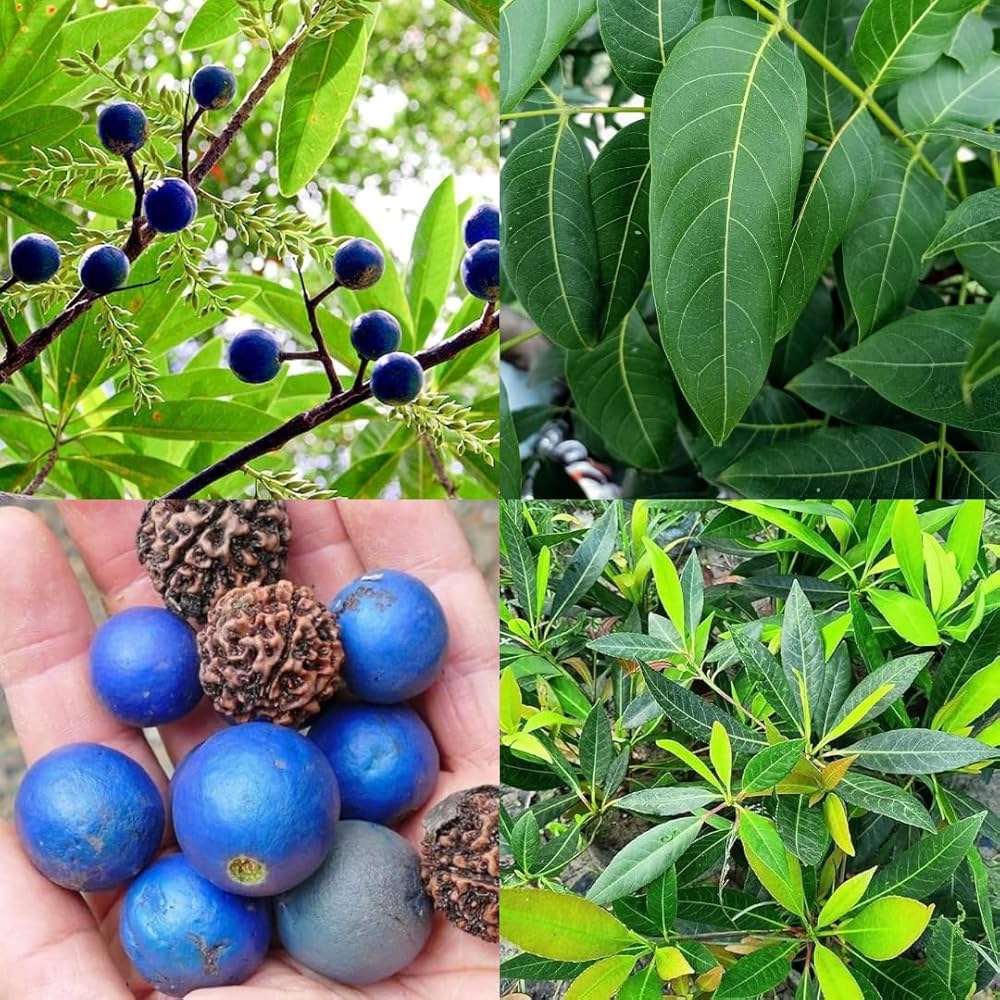 Rudraksha Fruit Planting Seeds - Grow Your Own Sacred Tree