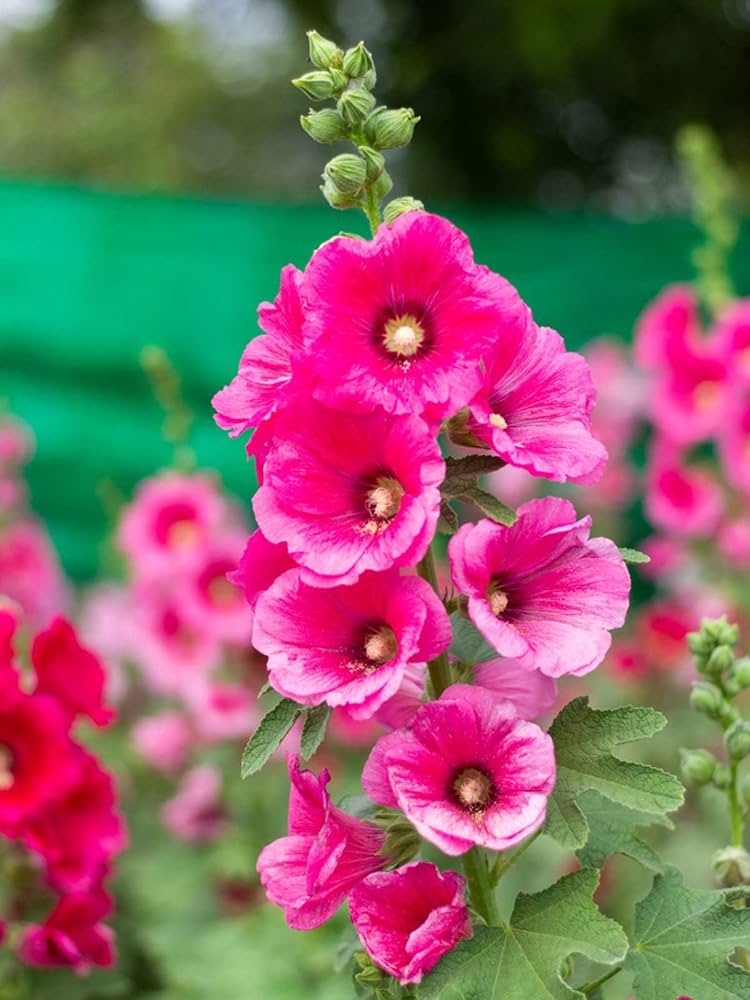 Zebrina Mini Hollyhock Alcea rosea Seeds for Planting in Flower Bed