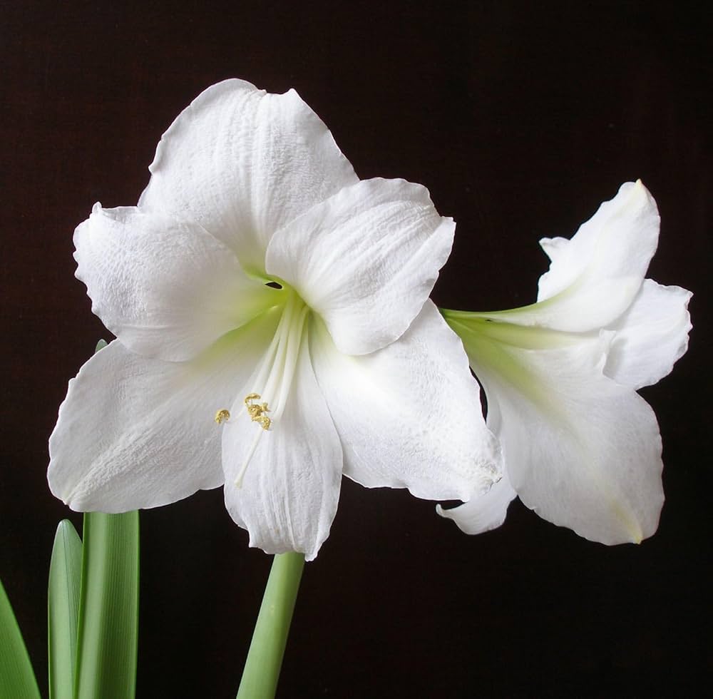 White Amaryllis Barbados Seeds for Planting Cottage Garden Essential Heirloom & GMO Free Seeds for Home Garden
 
 Sale