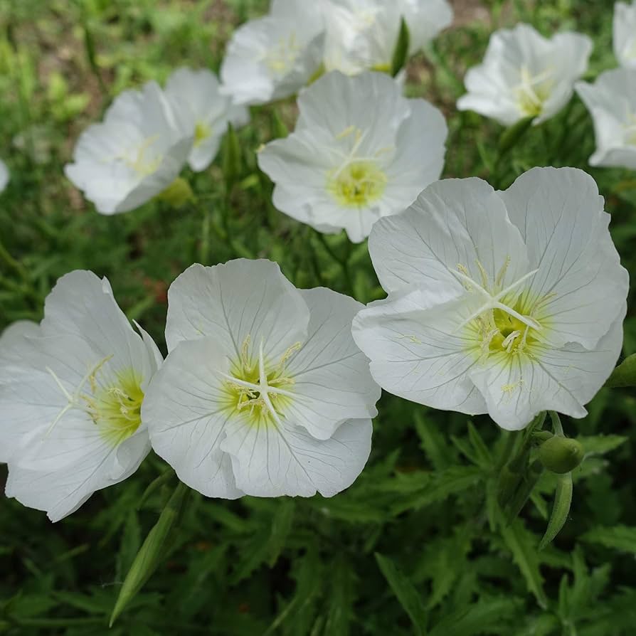 White Evening Primrose Flower Seeds for Planting - Perfect for Adding Elegance to Your Landscape