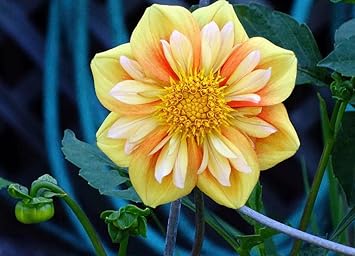 Collarette Dahlia Flower seeds for Planting - Vibrant Colors, Heirloom & GMO Free Seeds for Home Garden
 
 Sale for planting in home garden.