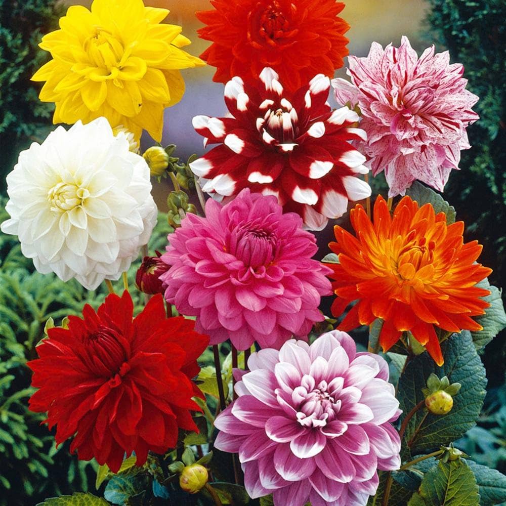 Dahlia Fantasy Flower Seeds for Easy Planting