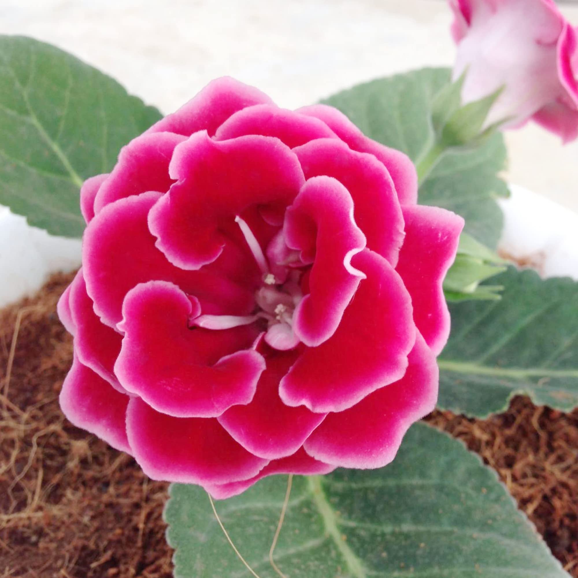 Gloxinia Sinningia speciosa Seeds for Planting - Great for Flower Bed & Home Garden