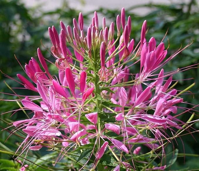 Giant Rose Queen Cleome Seeds for Large, Vibrant Blooms