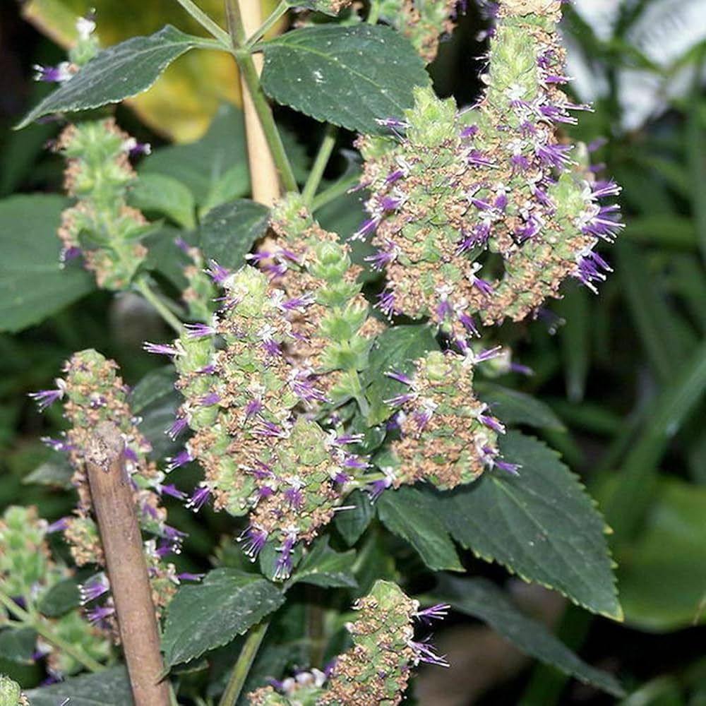 Patchouli Seeds (Pogostemon cablin) Seeds