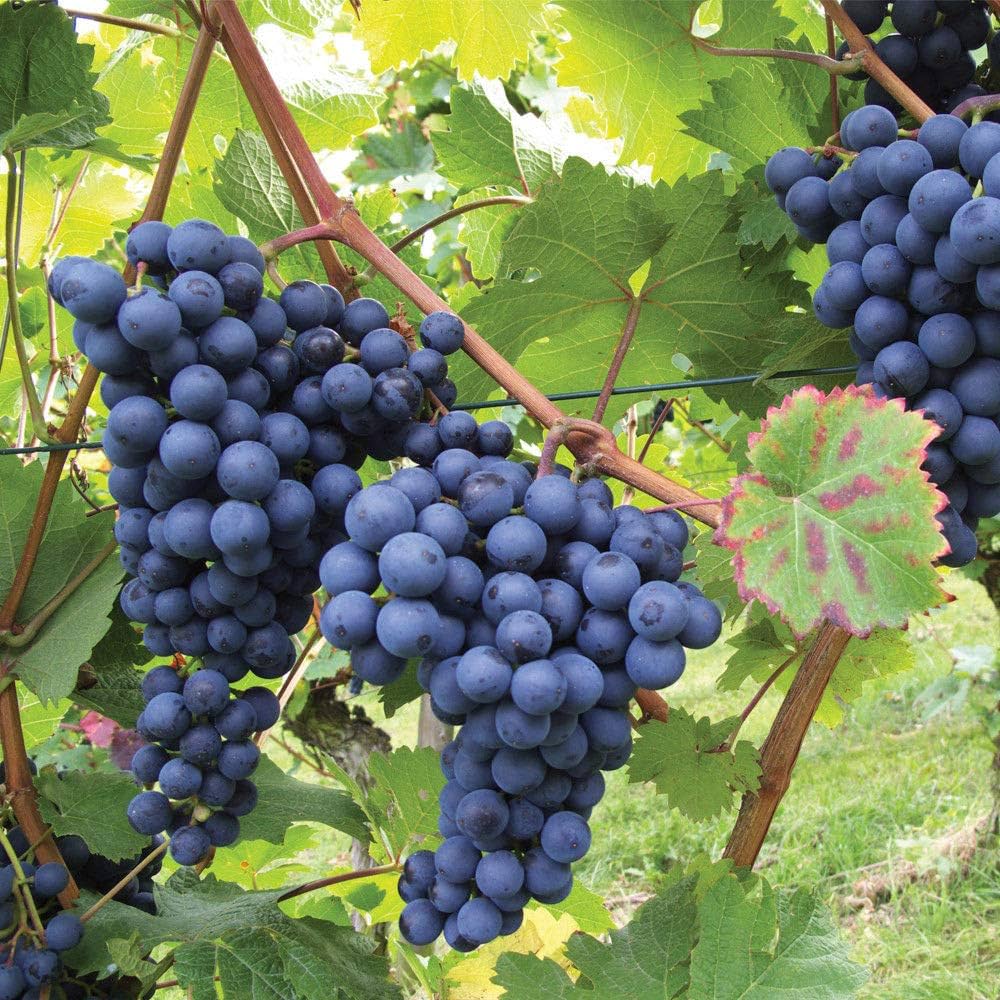 Black Grape Bonsai Tree Seeds for Unique Bonsai Trees
