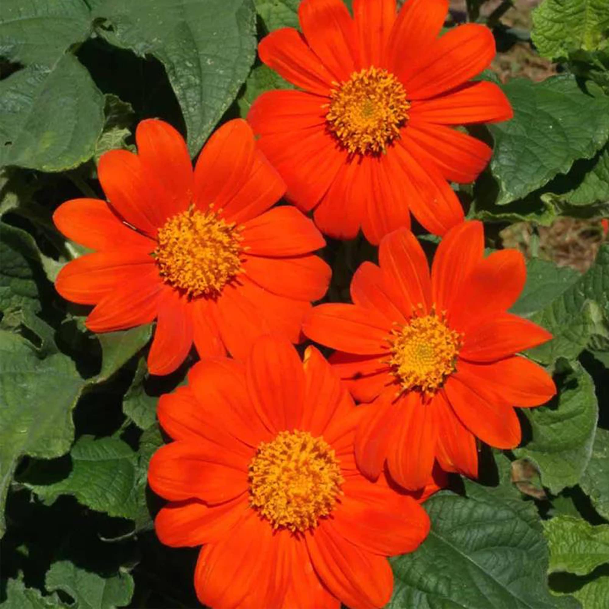 Mexican Red Sunflower Tithonia rotundifolia Seeds for Planting pollinator patch wild garden