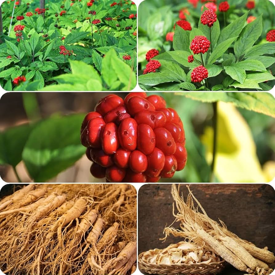 Korea Ginseng Panax ginseng Seeds for Planting in Herbal Garden