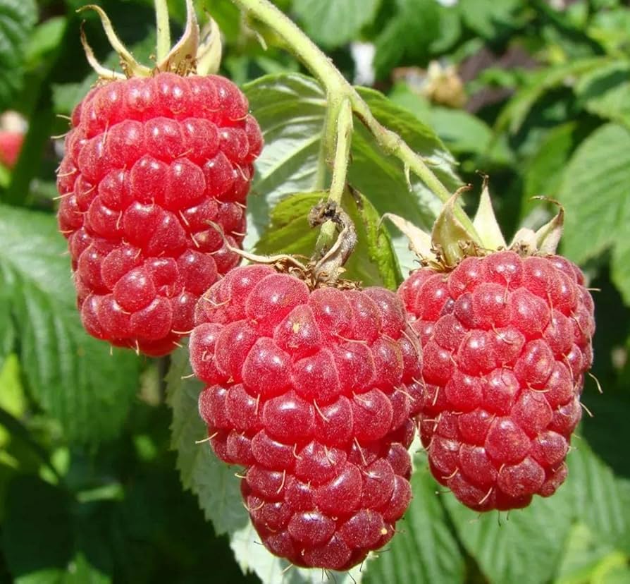 Raspberry Seeds for Planting Rubus idaeus for vegetable patches and home orchards
