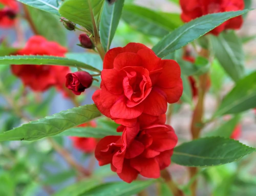 Balsamine Flower seeds for Planting - Sun Loving, Heirloom & GMO Free Seeds for Home Garden