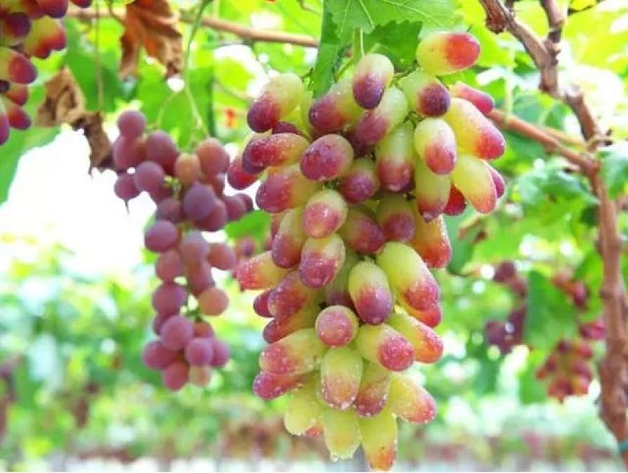 Rare Finger Grape Fruit Seeds for Planting garden