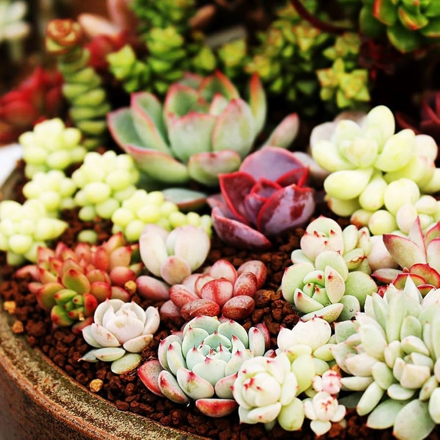 Bonsai Flower Seeds Agave Seeds, Rare Succulent Seeds
