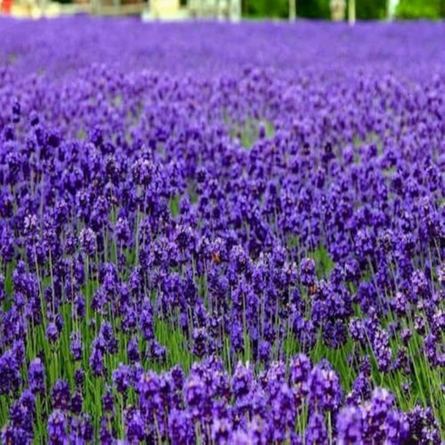 Lavender Lavandula angustifolia Flower Seeds for Planting in Flower Bed