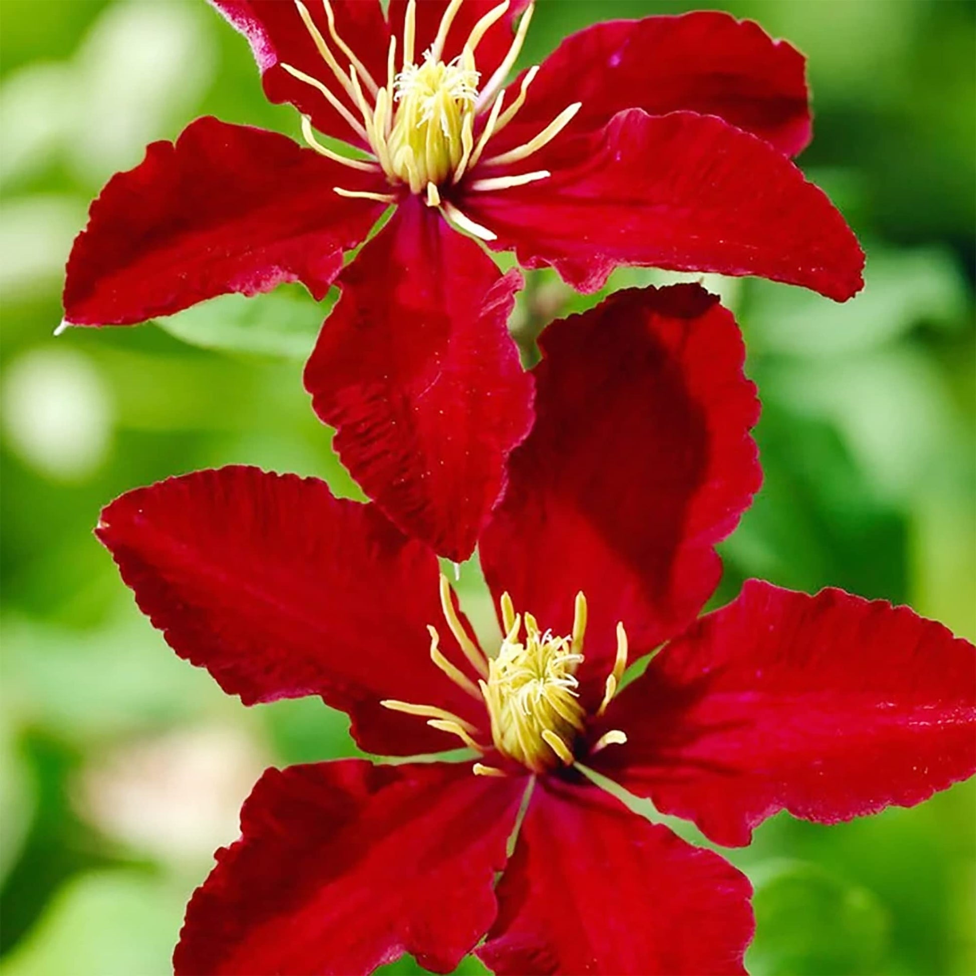 Light Red Clematis Flower seeds for Planting Bright Blooms Heirloom & GMO Free Seeds for Home Garden
