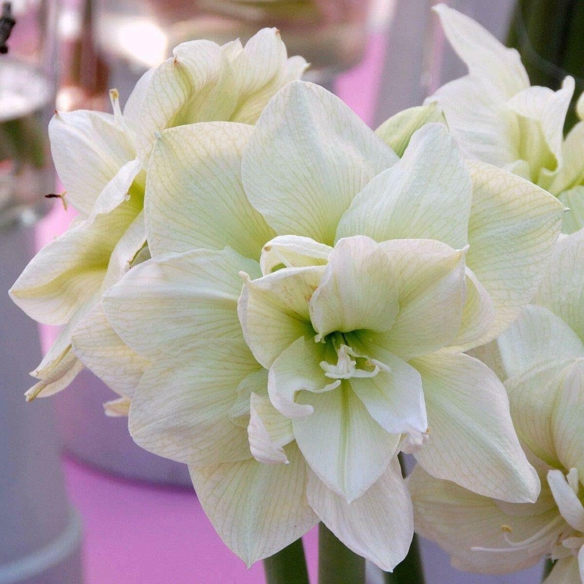 White Sunrise Amaryllis Hippeastrum Seeds for Planting - Perfect for Flower Bed & Urban Garden
