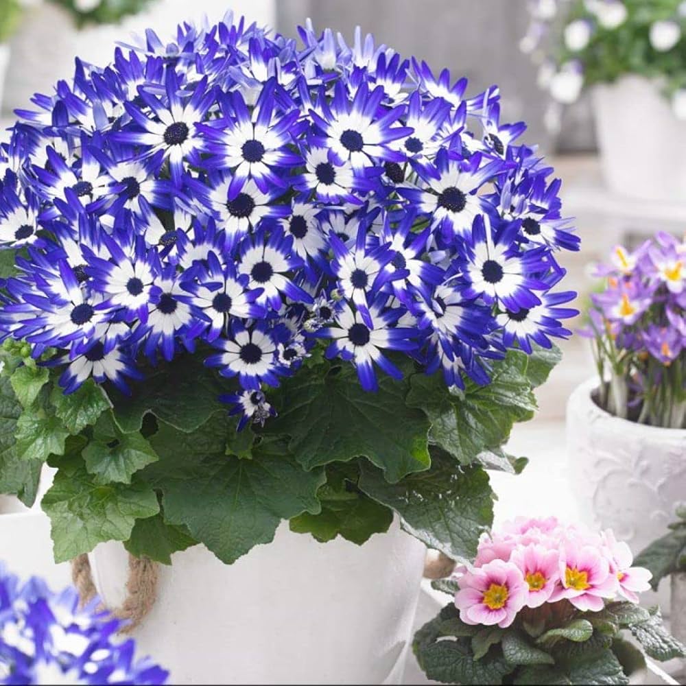 Blue Daisy Cineraria Seeds for Planting flower bed home garden