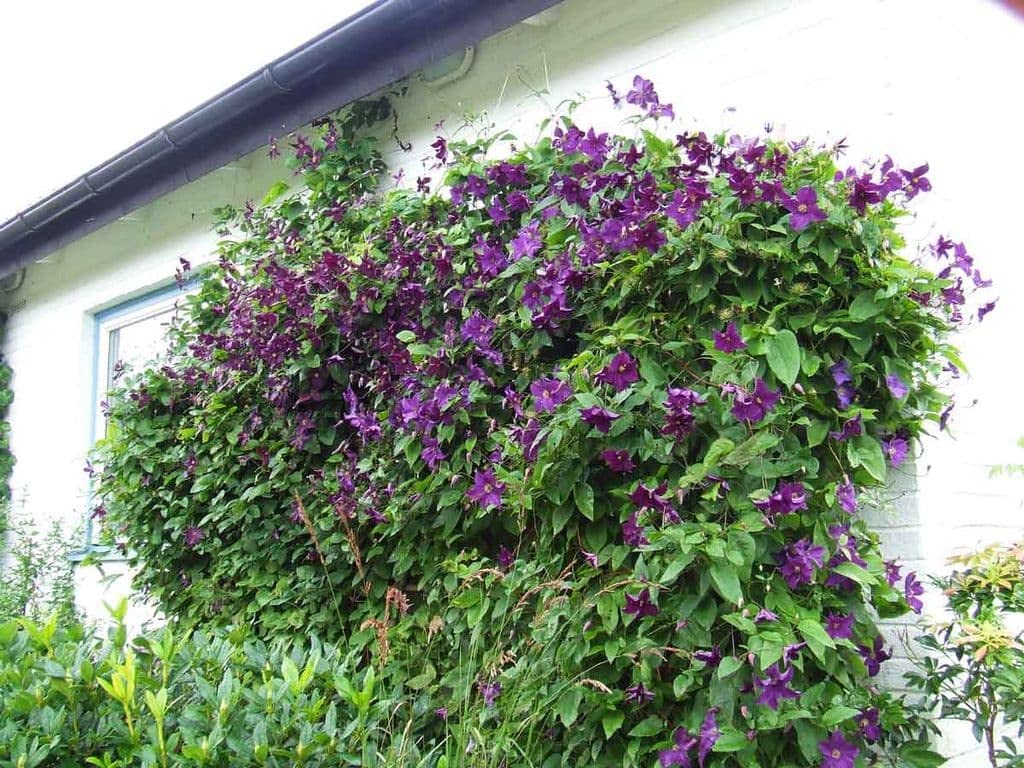 Clematis Clematis spp. Seeds for Planting in Trellis Garden