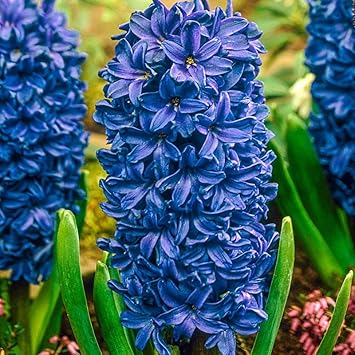 Blue Hyacinth Flower seeds for Planting - Perfect for Borders, Heirloom & GMO Free Seeds for Home Garden
 
 Sale for planting in home garden.